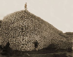 source and enlargment: https://commons.wikimedia.org/wiki/File:Bison_skull_pile-restored.jpg